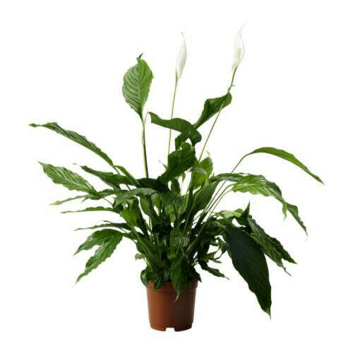 SPATHIPHYLLUM Растение в горшке - IKEA