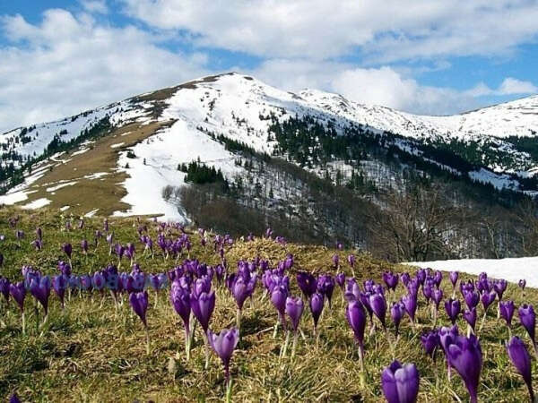 в Карпатах свой др - несколько дней