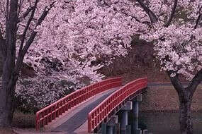 Увидеть как цветет сакура в Японии