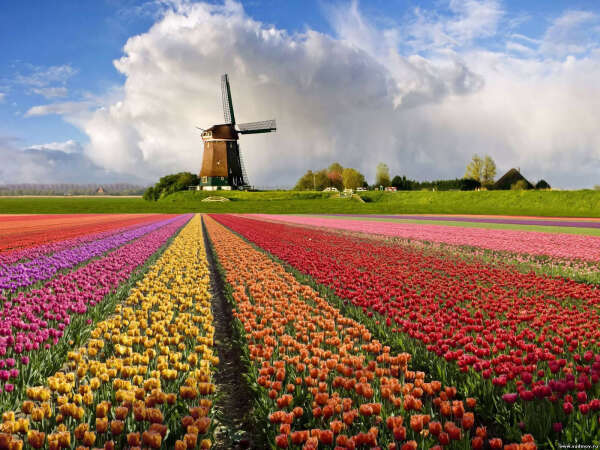 to walk on tulip fields in Netherlands