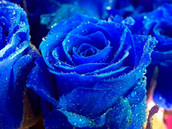 хочу букет синих роз