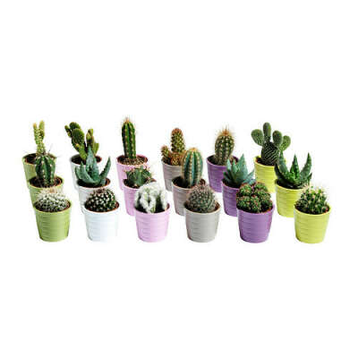 CACTACEAE Комнтн раст в горшке - IKEA