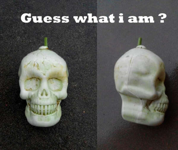 skull shape pumpkins mold