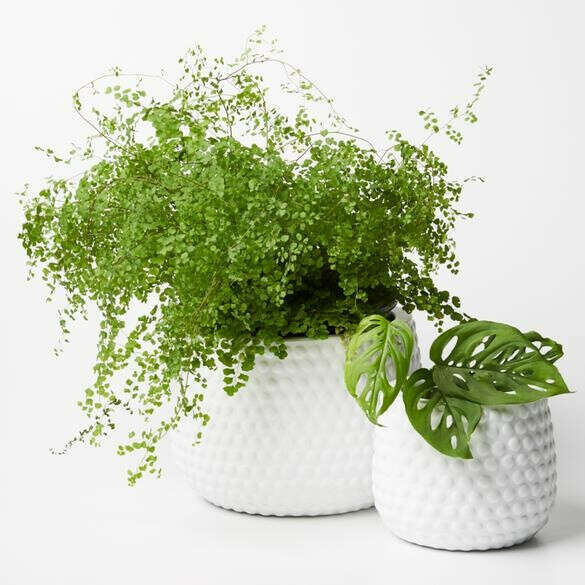 Jones & Co Planters- Hobnail Pot Set-White - Blossom With Love