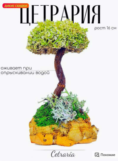Искусственное дерево из исландского мха цетрария, топиарий