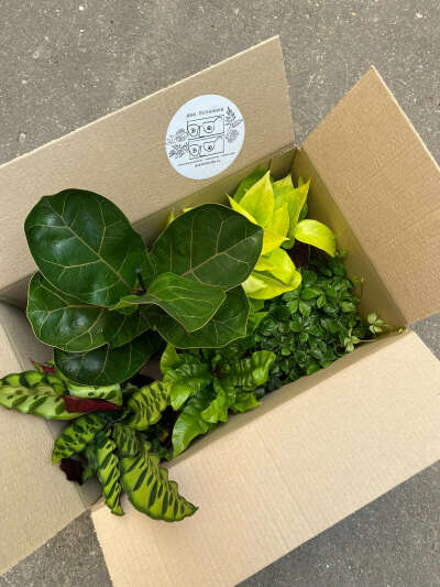 Jingle box с 5 растениями из магазина "Два ботаника"