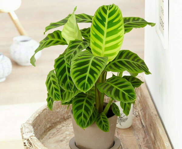 Calathea Zebrina