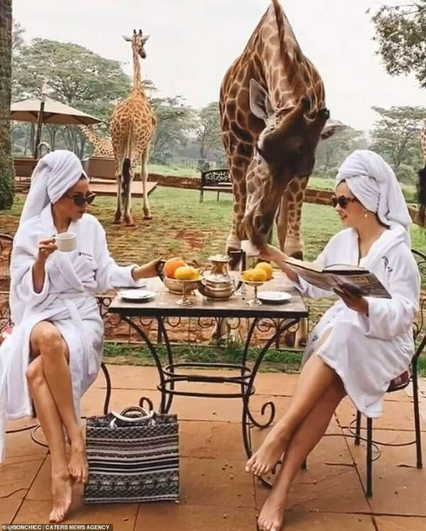 Breakfast with giraffes (Nairobi, Kenya)