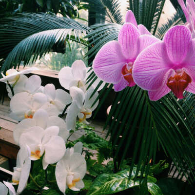 Орхидея для мамочки