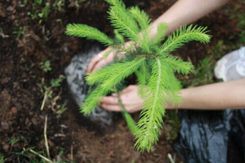 Посадить дерево