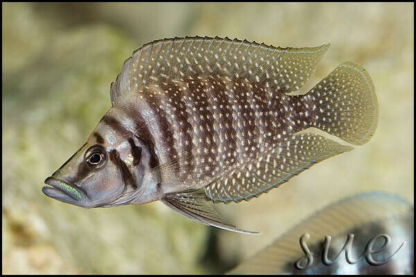 Altolamprologus calvus Congo Black Pearl