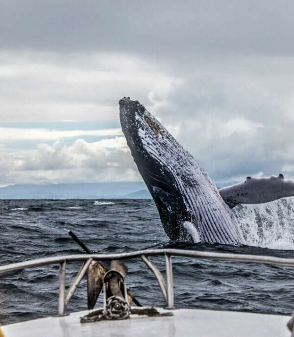 Путешествие на Териберку к китам