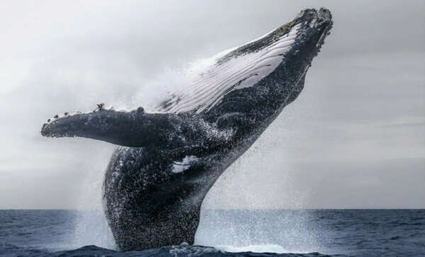 Увидеть кита в естественной среде обитания!