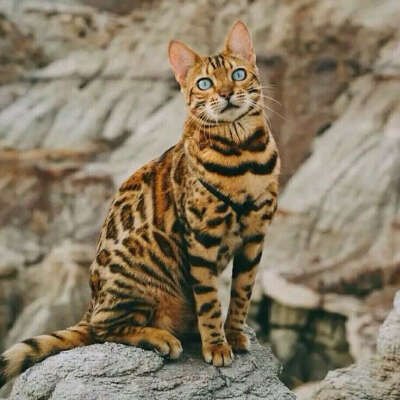 Бенгальский кот/кошка