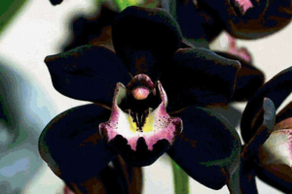 черная орхидея. цветок