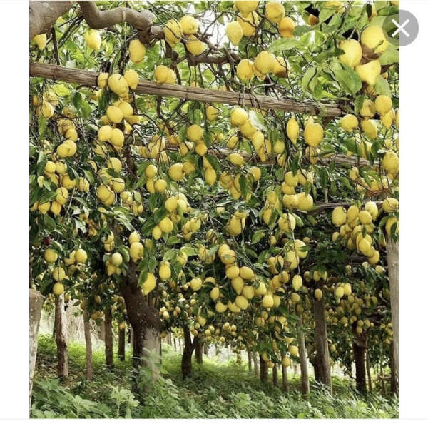 Побывать в лимонном саду