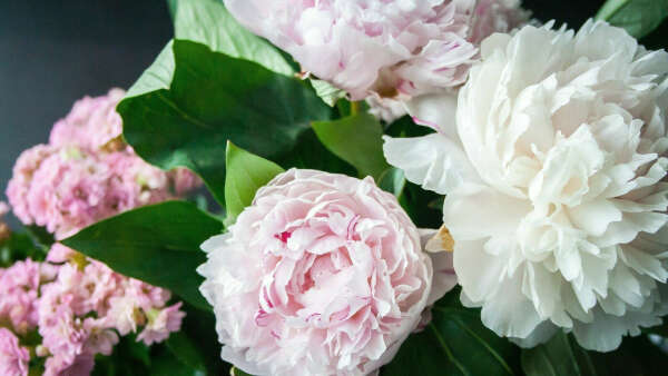 Peonies are never a bad idea