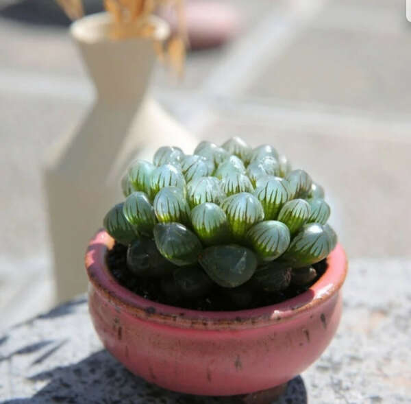 Haworthia cooperi (суккулент)