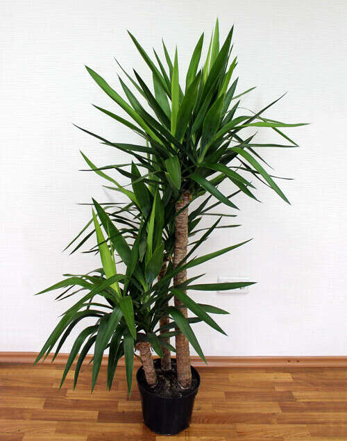 Взрослое пальмовое комнатное растение