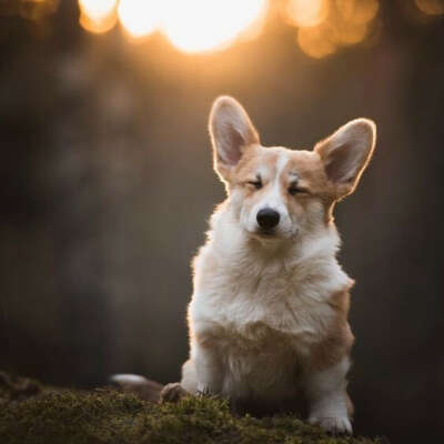 Corgi-friend