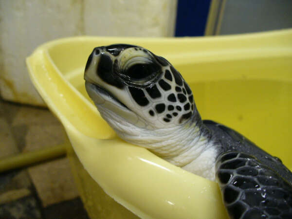 Поработать волонтером с морскими черепахами