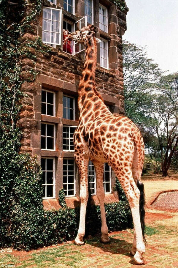 В отель с жирафами