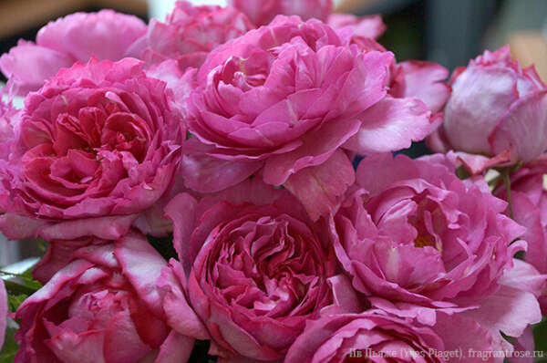 Букет роз Ив Пьяже (Yves Piaget)