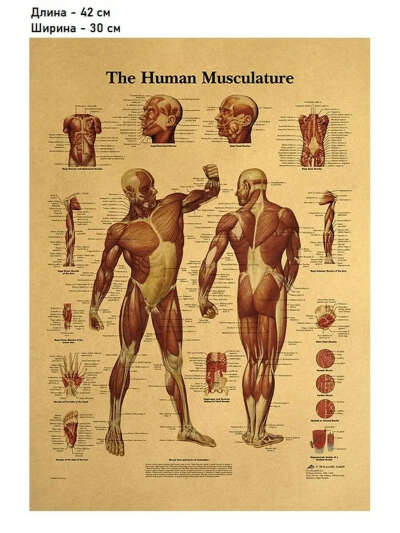 интерьерный постер мускулы