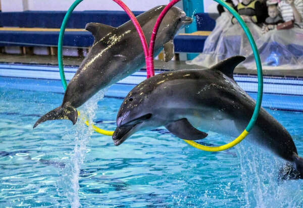 Посетить шоу дельфинов в Екатеринбурге