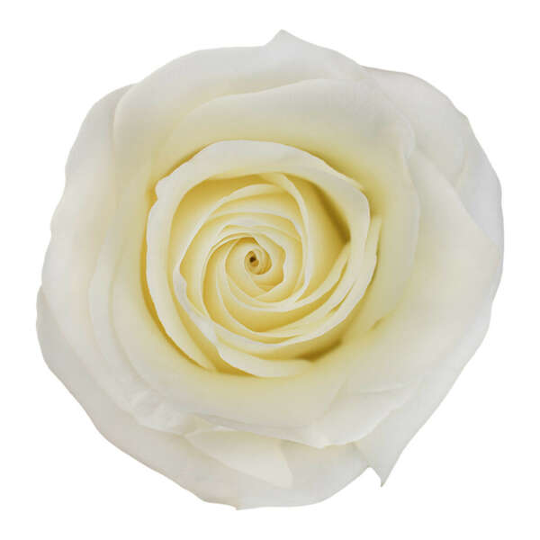 Polar Star Rose - XXL Blooms - Free Shipping - Magnaflor®