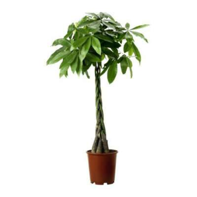 PACHIRA AQUATICA Растение в горшке - IKEA