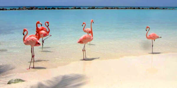 Flamingo Beach | Beaches of Aruba