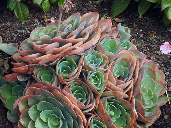 Echeveria х imbricata