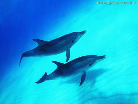 Увидеть дельфинов в море