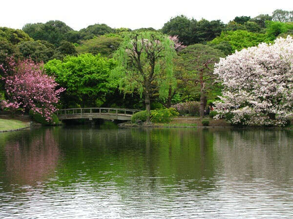 Хочу побывать в саду  "Shinjuku Gyoen"
