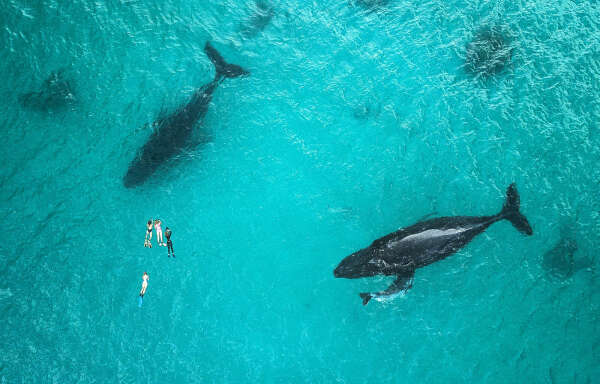 Тонга: плавание с горбатыми китами на остров Уолева