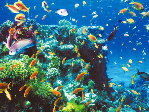 to see coral reefs, diving