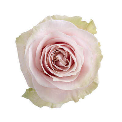 Christa Rose - XXL blooms - Fresh Shipping - Magnaflor®
