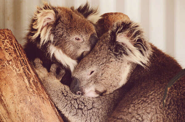 Обнять коалу
