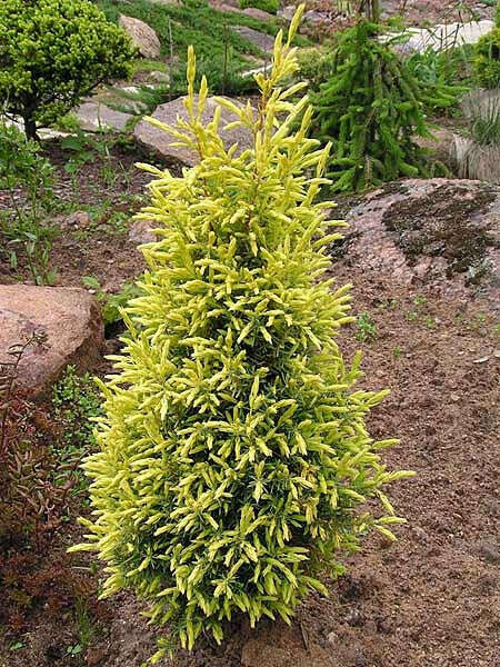 Можжевельник обыкновенный "Голд Кон" | Juniperus communis &#039;Gold Cone&#039;