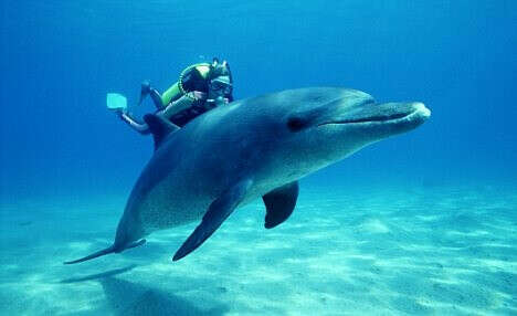 Хочу плавать с дельфинами