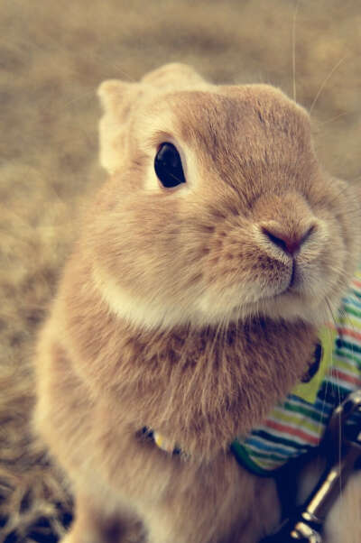 хочу кролика