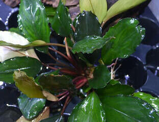 Буцефаландра Green Broad Leaf (пластиковый горшок)