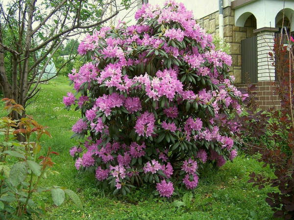 Рододендрон Р. кэтевбинский (R. catawbiense).  Р. древовидный (R. arboretum)