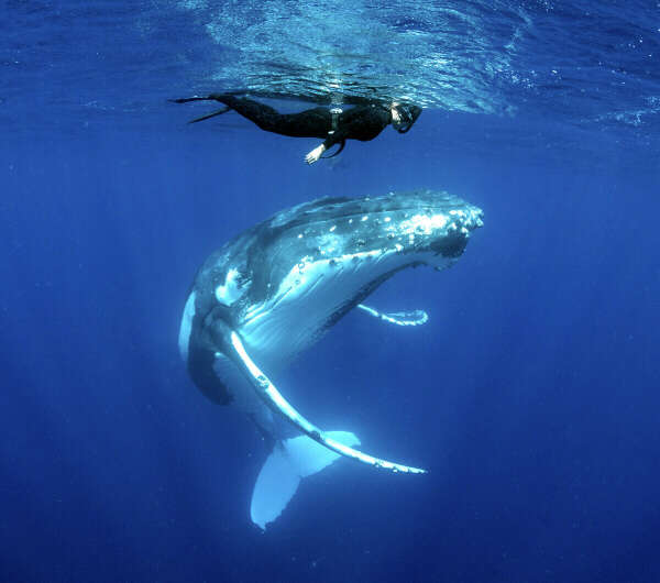 Поплавать с китами
