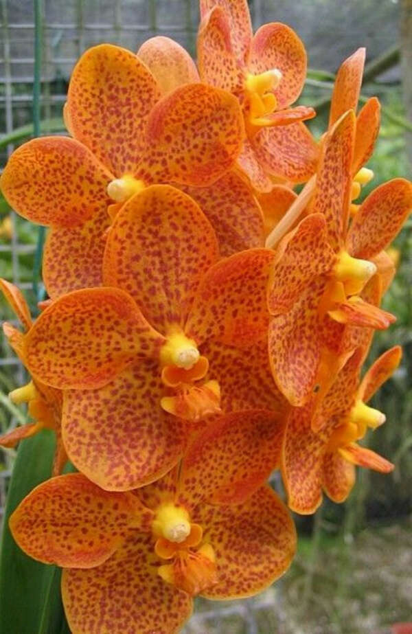 Оранжевую орхидею 😍