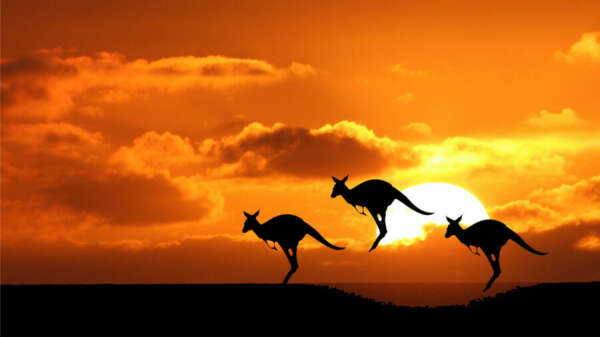 Путешествие в Австралию, погладить кенгуру