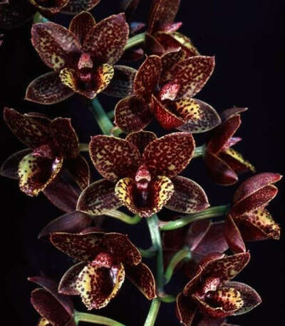 Fredklarkeara After Dark &#039;Sunset Valley Orchid&#039; FCC/AOS