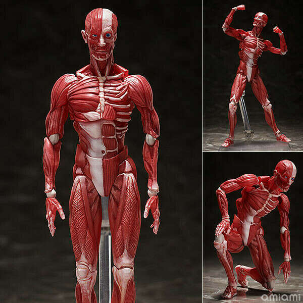 figma Human Anatomical Model