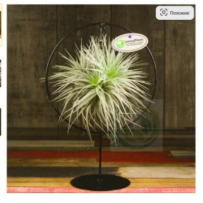 Воздушное растение на подставке